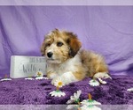 Small Photo #38 Bernedoodle-Poodle (Toy) Mix Puppy For Sale in BLACK FOREST, CO, USA