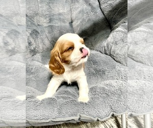 Cavalier King Charles Spaniel Puppy for sale in BOERNE, TX, USA