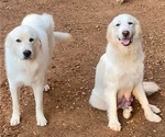 Small Photo #1 Great Pyrenees Puppy For Sale in SAN MARCOS, TX, USA