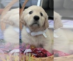 Small #10 Golden Retriever