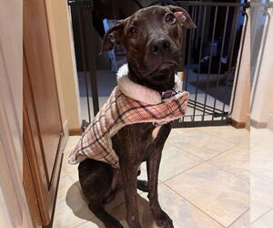 American Pit Bull Terrier-Plott Hound Mix Dogs for adoption in Hayward, CA, USA