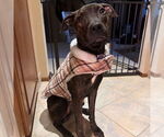 Small American Pit Bull Terrier-Plott Hound Mix