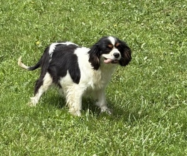 Medium Photo #1 Cavapoo Puppy For Sale in NEW LEXINGTON, OH, USA