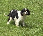 Small Photo #1 Cavapoo Puppy For Sale in NEW LEXINGTON, OH, USA
