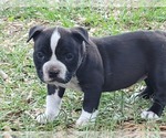 Small Photo #1 American Bully Puppy For Sale in TRENTON, FL, USA