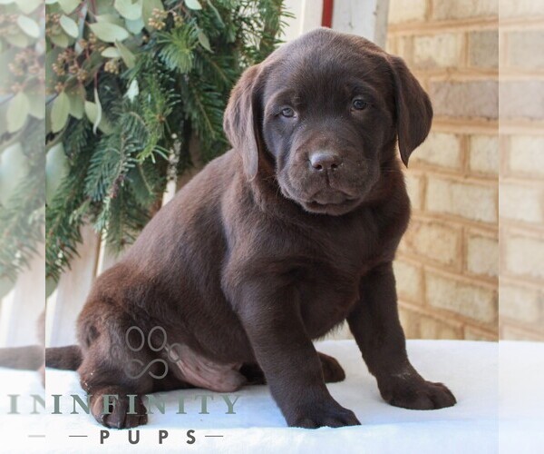 Medium Photo #1 Labrador Retriever Puppy For Sale in JONESTOWN, PA, USA