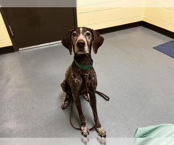 Medium Photo #1 German Shorthaired Pointer Puppy For Sale in Denver, CO, USA