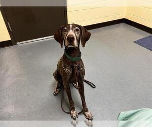 German Shorthaired Pointer Dogs for adoption in Denver, CO, USA