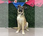 Small Photo #1  Puppy For Sale in , 