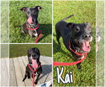Kai - Male American Staffordshire Terrier-Unknown Mix Dog for Adoption - Small photo