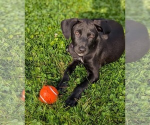 Luna (NY-Danielle) - Female Labrador Retriever-Unknown Mix Dog for Adoption - Photo #4