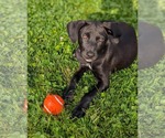 Small Photo #4 Labrador Retriever-Unknown Mix Puppy For Sale in SHERBURNE, NY, USA