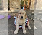 Small Photo #1 Golden Retriever Puppy For Sale in MCKINNEY, TX, USA