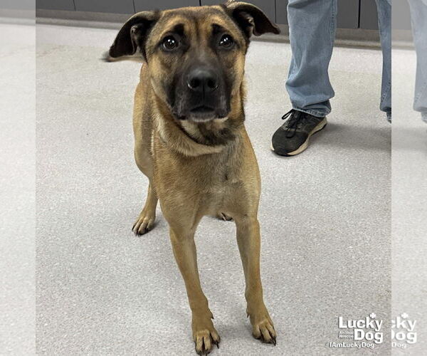 Medium Photo #1 Mutt Puppy For Sale in Washington, DC, USA