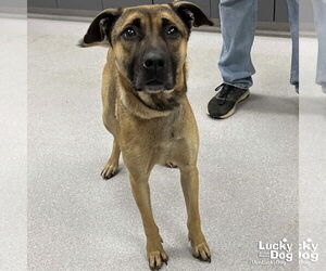 Mutt Dogs for adoption in Washington, DC, USA