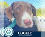 Small #7 Labrador Retriever Mix