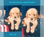 Puppy Cabo Golden Retriever