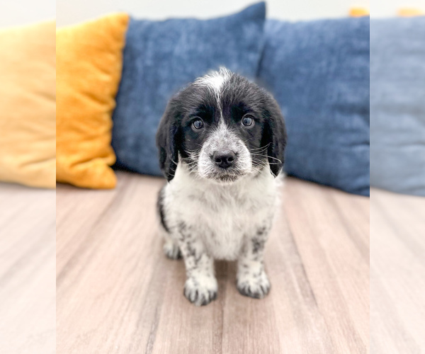 Medium Photo #1 Beaglier Puppy For Sale in MILLERSBURG, OH, USA