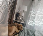Small Photo #6 Beagle-Unknown Mix Puppy For Sale in Escondido, CA, USA