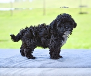 Shih-Poo Puppy for sale in MILLERSBURG, OH, USA