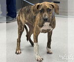 Small Boxer-Plott Hound Mix
