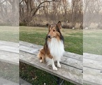 Small Photo #1 Shetland Sheepdog Puppy For Sale in FORTVILLE, IN, USA