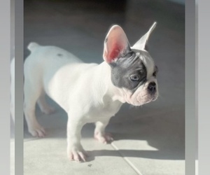 French Bulldog Puppy for sale in WIMAUMA, FL, USA