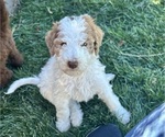 Small Photo #22 Poodle (Standard) Puppy For Sale in GARDNERVILLE, NV, USA