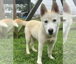 - Mix Dogs for adoption in Newfoundland, PA, USA