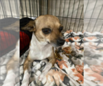 Small #4 Chihuahua Mix