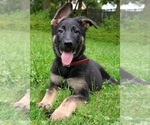 Small Photo #1 German Shepherd Dog Puppy For Sale in WARREN, MA, USA