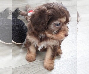 Cavapoo Puppy for sale in CARLISLE, KY, USA