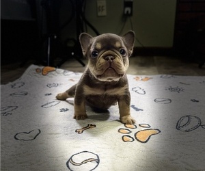 Medium French Bulldog
