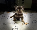 Puppy Quik French Bulldog