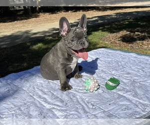 French Bulldog Puppy for sale in SACRAMENTO, CA, USA