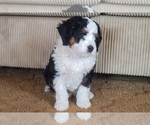 Small #2 Bernedoodle (Miniature)