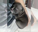 Small Photo #40 American Bully Puppy For Sale in NAUGATUCK, CT, USA