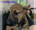 Small #1 Retriever  Mix