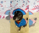 Small #1 American Pit Bull Terrier Mix