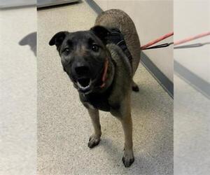 German Shepherd Dog-Unknown Mix Dogs for adoption in Visalia, CA, USA