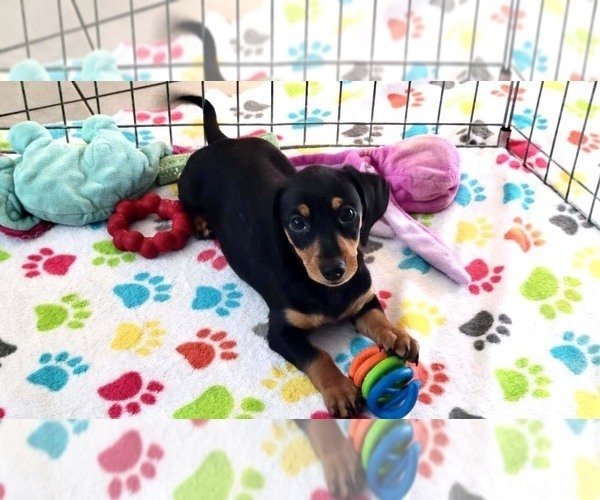 Medium Photo #2 Dachshund Puppy For Sale in ORO VALLEY, AZ, USA