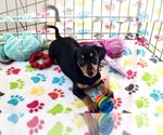 Small #1 Dachshund