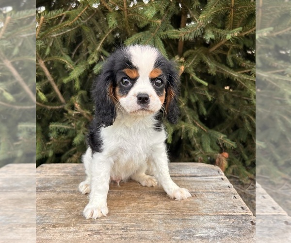 Medium Photo #5 Cavalier King Charles Spaniel-Miniature Bernedoodle Mix Puppy For Sale in MIDDLEBURY, IN, USA