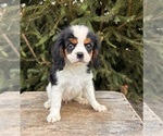 Small #4 Cavalier King Charles Spaniel-Miniature Bernedoodle Mix