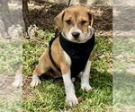 Small #2 Black Mouth Cur-Labrador Retriever Mix