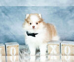 Small #3 Pomeranian