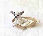 Small #4 Chihuahua