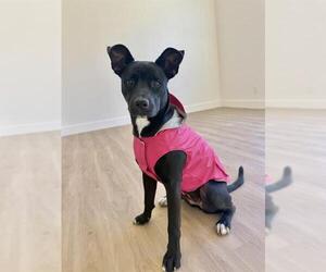 Labrador Retriever-Unknown Mix Dogs for adoption in San Antonio, TX, USA