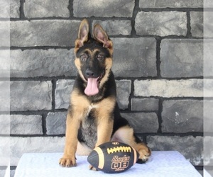 German Shepherd Dog Puppy for sale in MILLERSBURG, OH, USA