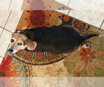 Small #6 Beagle